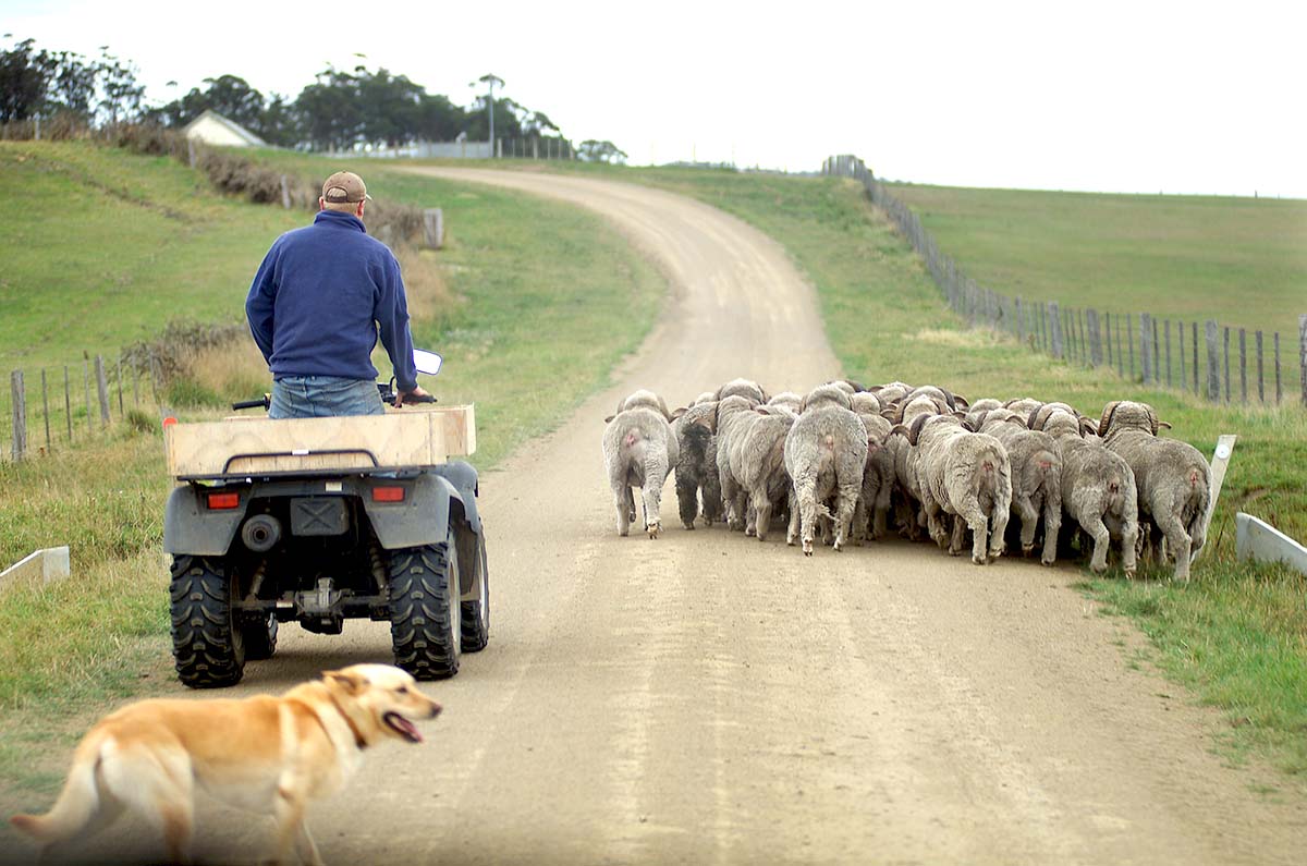 ATVs for farming herd livestock