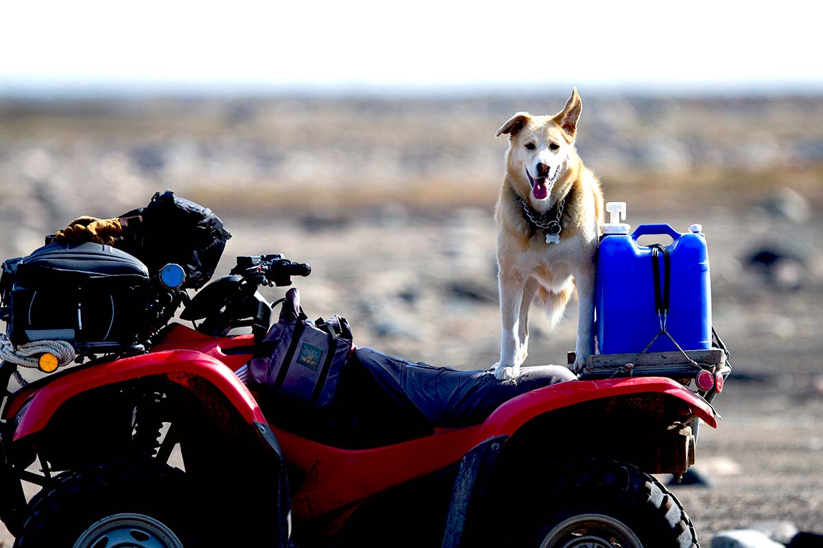 Bringing dog on ATV tips