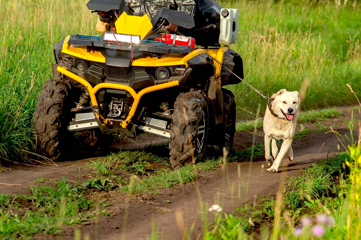 Dog ATV-UTV riding safety tips