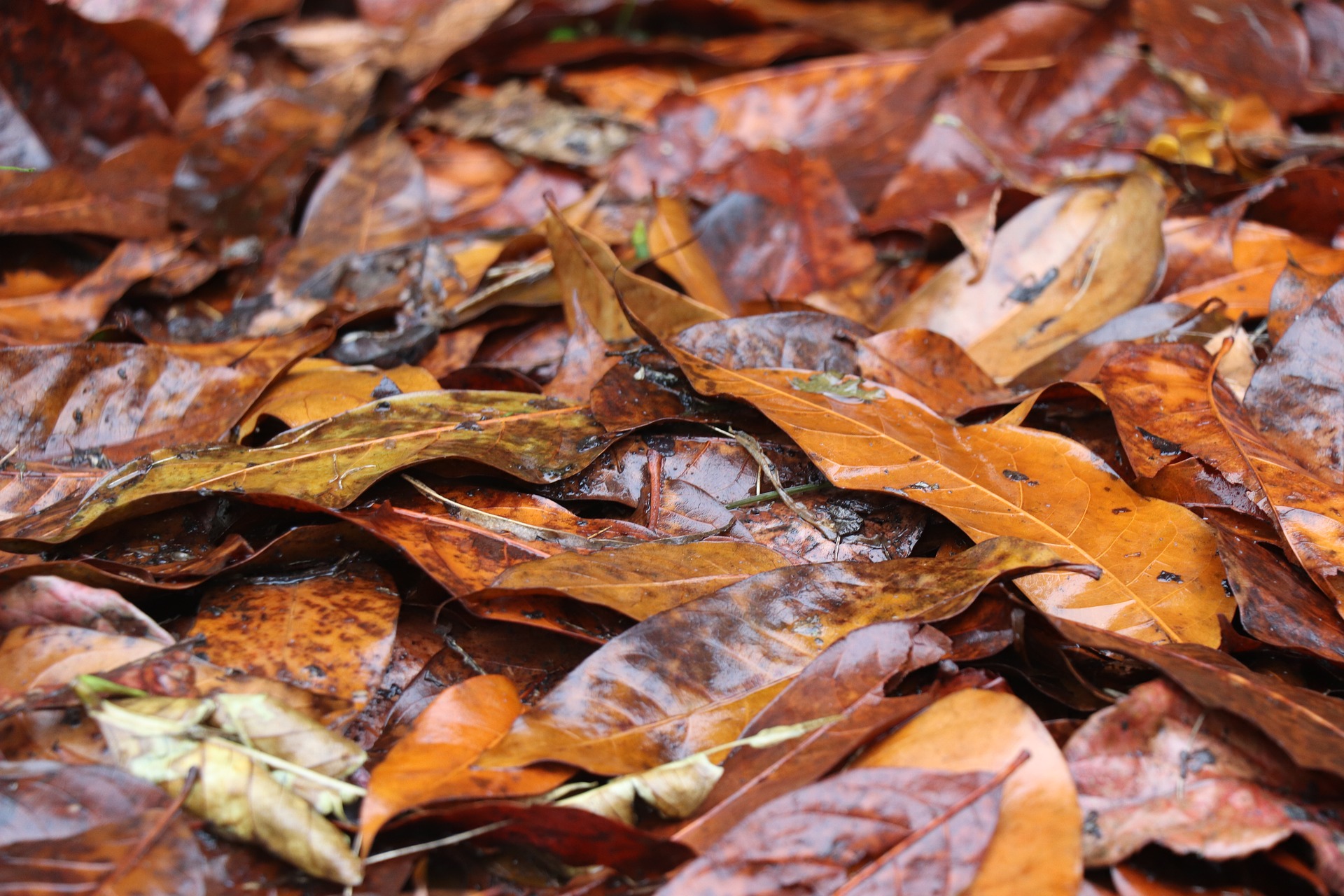 Wet leaves fall